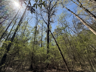 10 Acre Homesite in Houston County Alabama. - image 12