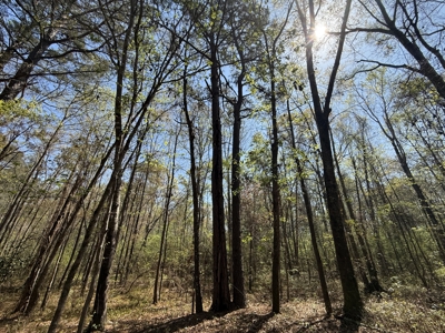 10 Acre Homesite in Houston County Alabama. - image 13