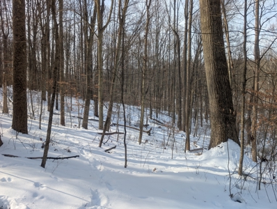 Monroe County Timberland and Hunting Tract 11 - image 10