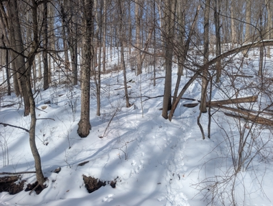 Monroe County Timberland and Hunting Tract 11 - image 14