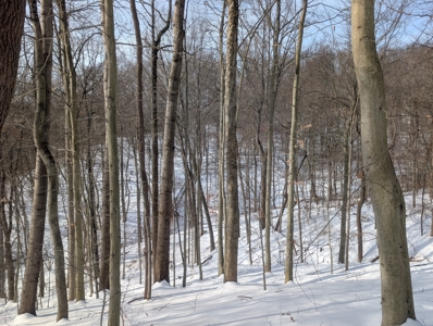 Monroe County Timberland and Hunting Tract 11 - image 18
