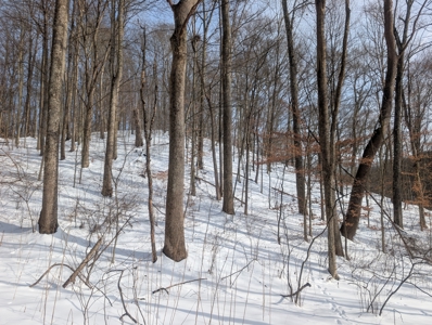 Monroe County Timberland and Hunting Tract 11 - image 21