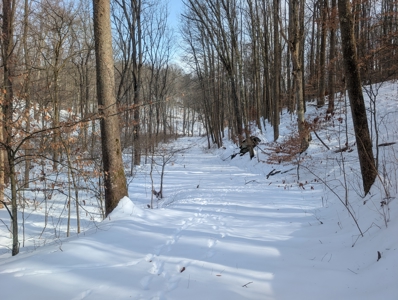 Monroe County Timberland and Hunting Tract 11 - image 12
