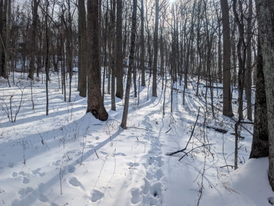 Monroe County Timberland and Hunting Tract 11 - image 6
