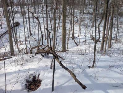 Monroe County Timberland and Hunting Tract 11 - image 20