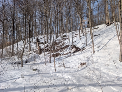 Monroe County Timberland and Hunting Tract 11 - image 17