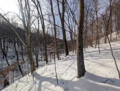 Monroe County Timberland and Hunting Tract 11 - image 16
