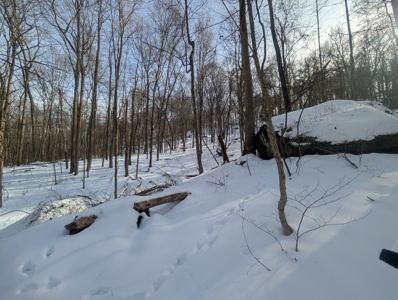 Monroe County Timberland and Hunting Tract 11 - image 8