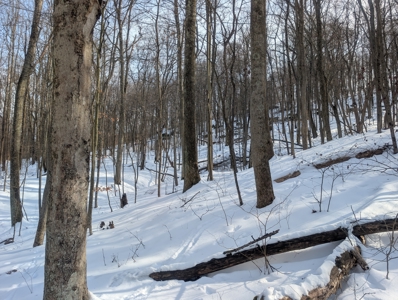 Monroe County Timberland and Hunting Tract 11 - image 11