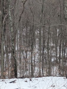 Outdoorsman Dream Noble County Timberland Tract 12 - image 10