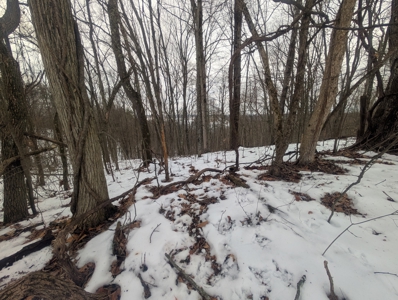 Outdoorsman Dream Noble County Timberland Tract 12 - image 9