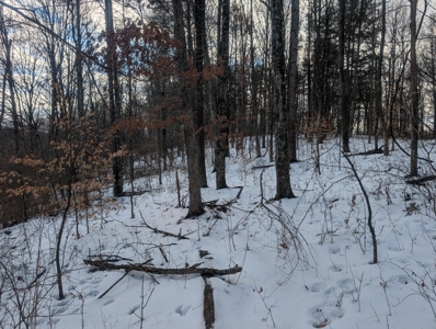 Noble County Hunting and Timber Tract 13 - image 4