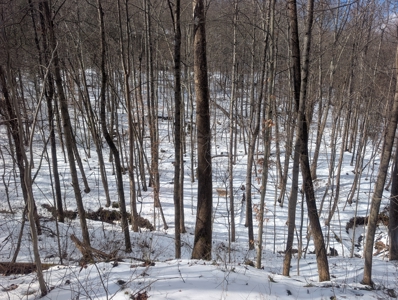Noble County Hunting and Timber Tract 13 - image 14