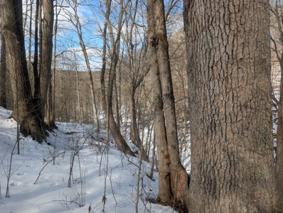Noble County Hunting and Timber Tract 13 - image 6