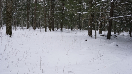 43+/-  Acre Marathon County Hunting, Timber and Rec Tract For Sal - image 7