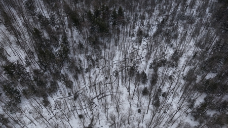 43+/-  Acre Marathon County Hunting, Timber and Rec Tract For Sal - image 3