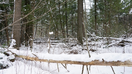 43+/-  Acre Marathon County Hunting, Timber and Rec Tract For Sal - image 10