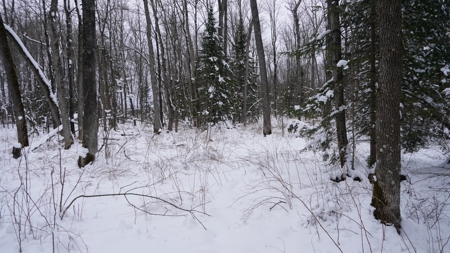 43+/-  Acre Marathon County Hunting, Timber and Rec Tract For Sal - image 17