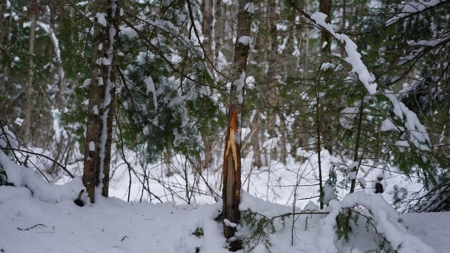 43+/-  Acre Marathon County Hunting, Timber and Rec Tract For Sal - image 19