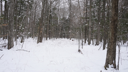 43+/-  Acre Marathon County Hunting, Timber and Rec Tract For Sal - image 6