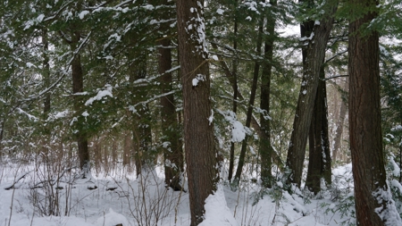 43+/-  Acre Marathon County Hunting, Timber and Rec Tract For Sal - image 15