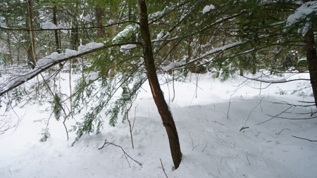 43+/-  Acre Marathon County Hunting, Timber and Rec Tract For Sal - image 9