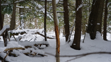 43+/-  Acre Marathon County Hunting, Timber and Rec Tract For Sal - image 11