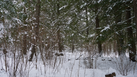 43+/-  Acre Marathon County Hunting, Timber and Rec Tract For Sal - image 14