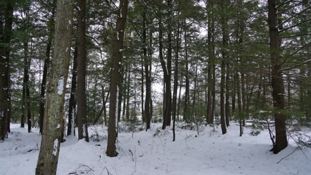 43+/-  Acre Marathon County Hunting, Timber and Rec Tract For Sal - image 18