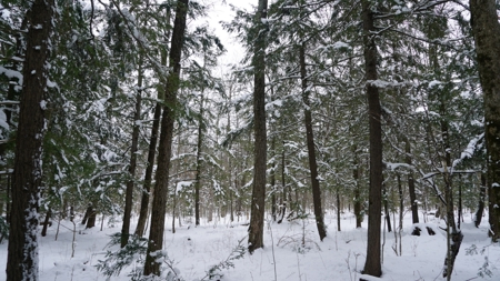 43+/-  Acre Marathon County Hunting, Timber and Rec Tract For Sal - image 13