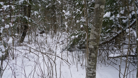 43+/-  Acre Marathon County Hunting, Timber and Rec Tract For Sal - image 16