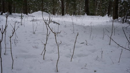 43+/-  Acre Marathon County Hunting, Timber and Rec Tract For Sal - image 8