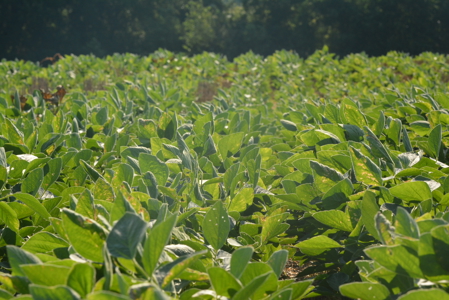 Osage County Kansas 75 Acre Build Site & Tillable Farm - image 16