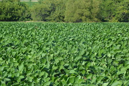 Osage County Kansas 75 Acre Build Site & Tillable Farm - image 19