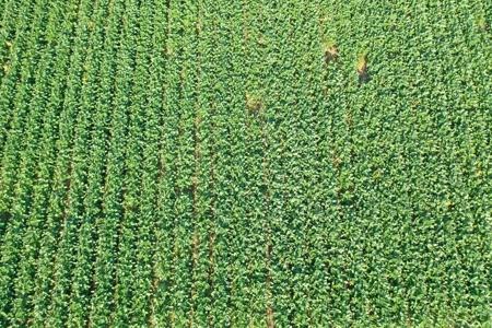 Osage County Kansas 75 Acre Build Site & Tillable Farm - image 9