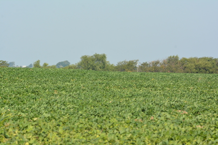 Osage County Kansas 75 Acre Build Site & Tillable Farm - image 12