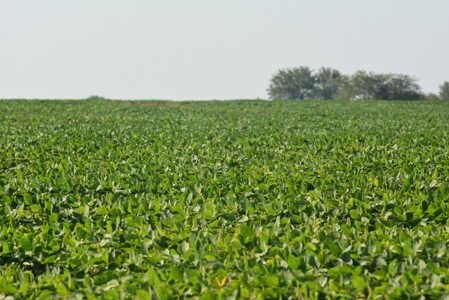 Osage County Kansas 75 Acre Build Site & Tillable Farm - image 15