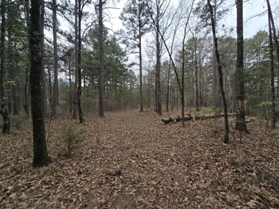 Country Acreage & Shop - Adjoining National Forest Area - image 28