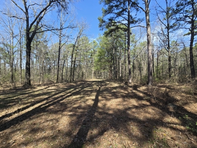 Country Acreage & Shop - Adjoining National Forest Area - image 29