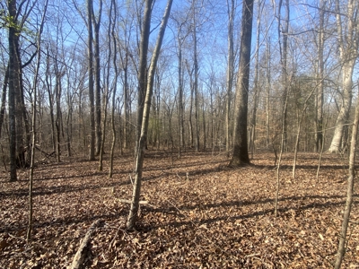 Unrestricted Land With No Restrictions, Timber Value, Fixer Upper - image 13