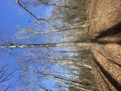 Unrestricted Land With No Restrictions, Timber Value, Fixer Upper - image 16