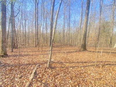 Unrestricted Land With No Restrictions, Timber Value, Fixer Upper - image 15