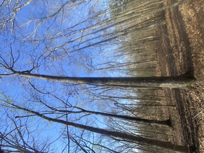Unrestricted Land With No Restrictions, Timber Value, Fixer Upper - image 17