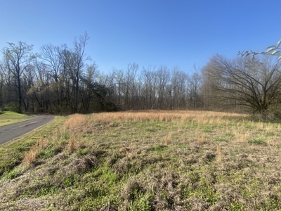 Unrestricted Land With No Restrictions, Timber Value, Fixer Upper - image 8