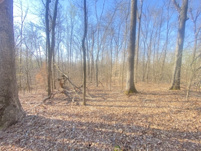 Unrestricted Land With No Restrictions, Timber Value, Fixer Upper - image 19