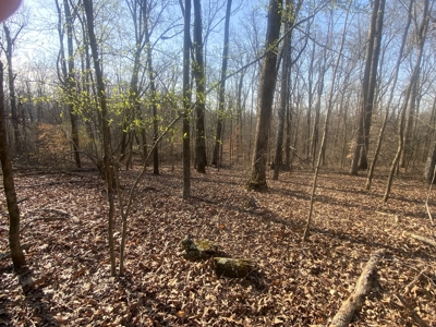 Unrestricted Land With No Restrictions, Timber Value, Fixer Upper - image 14