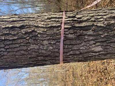 Unrestricted Land With No Restrictions, Timber Value, Fixer Upper - image 25