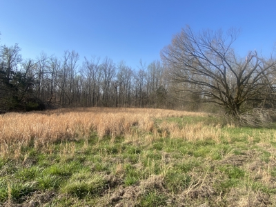 Unrestricted Land With No Restrictions, Timber Value, Fixer Upper - image 9