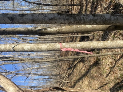 Unrestricted Land With No Restrictions, Timber Value, Fixer Upper - image 24