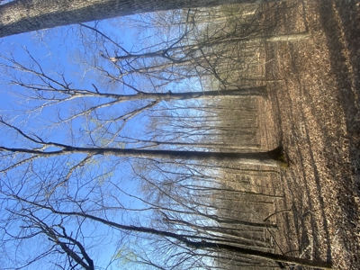 Unrestricted Land With No Restrictions, Timber Value, Fixer Upper - image 18